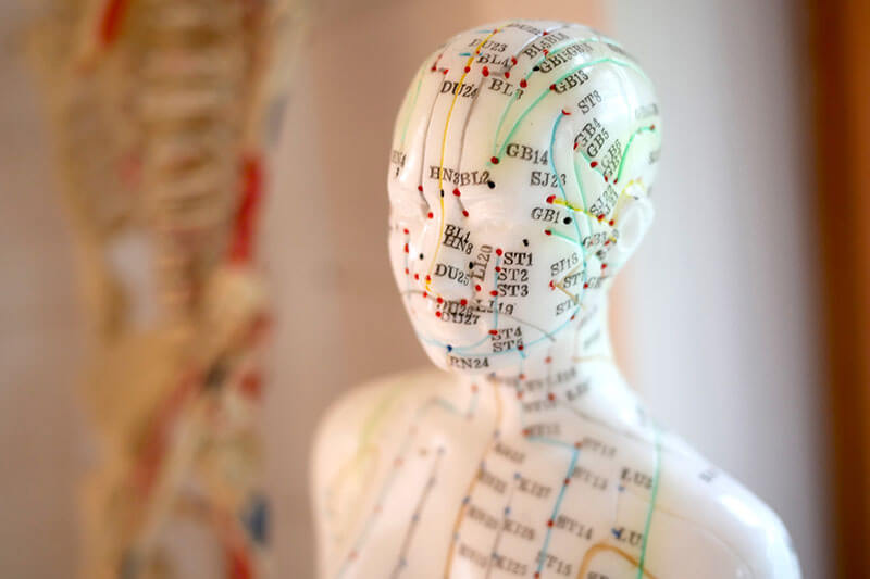 Anatomie in VIVO